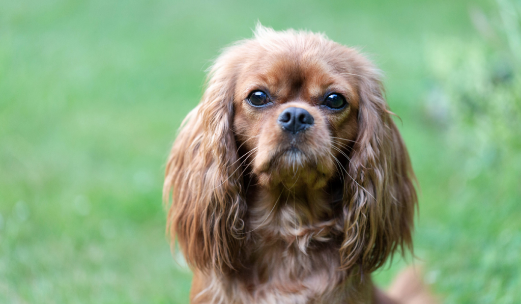 Cavalier spaniel portrait ee220324