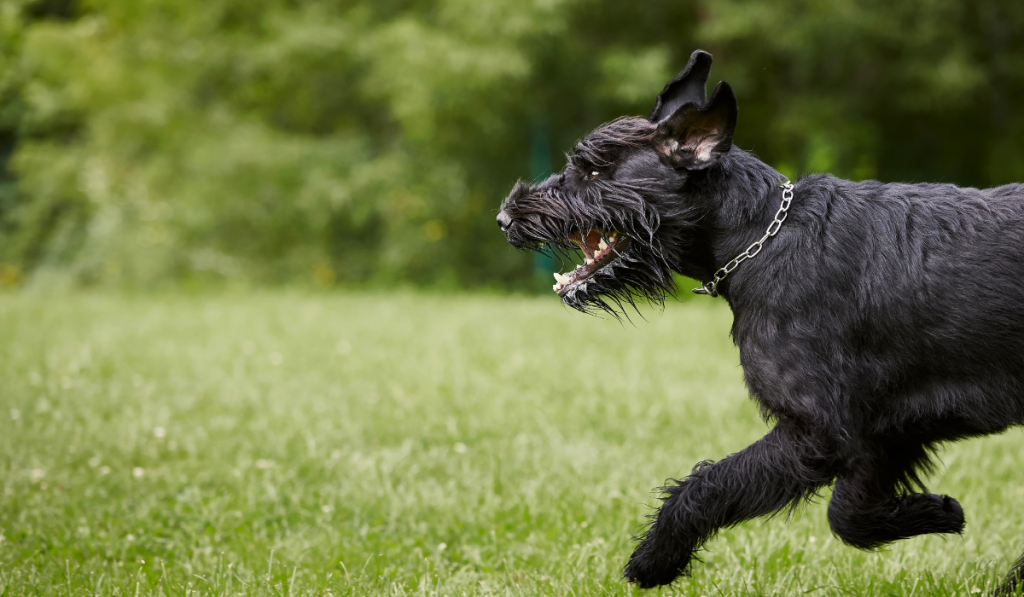 Dog running on meadow ee220324