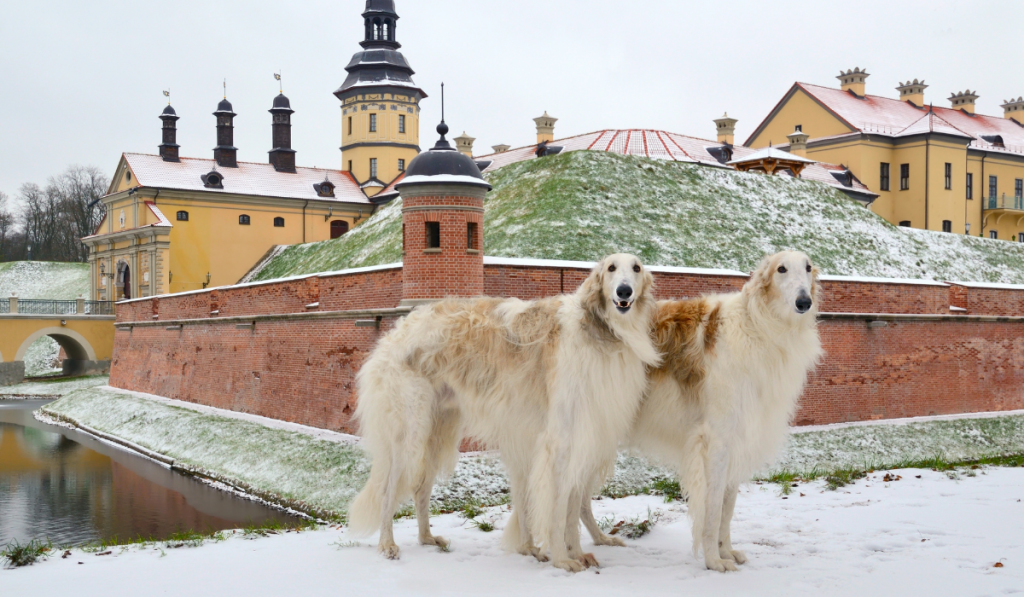 Two standing russian wolfhounds ee220324