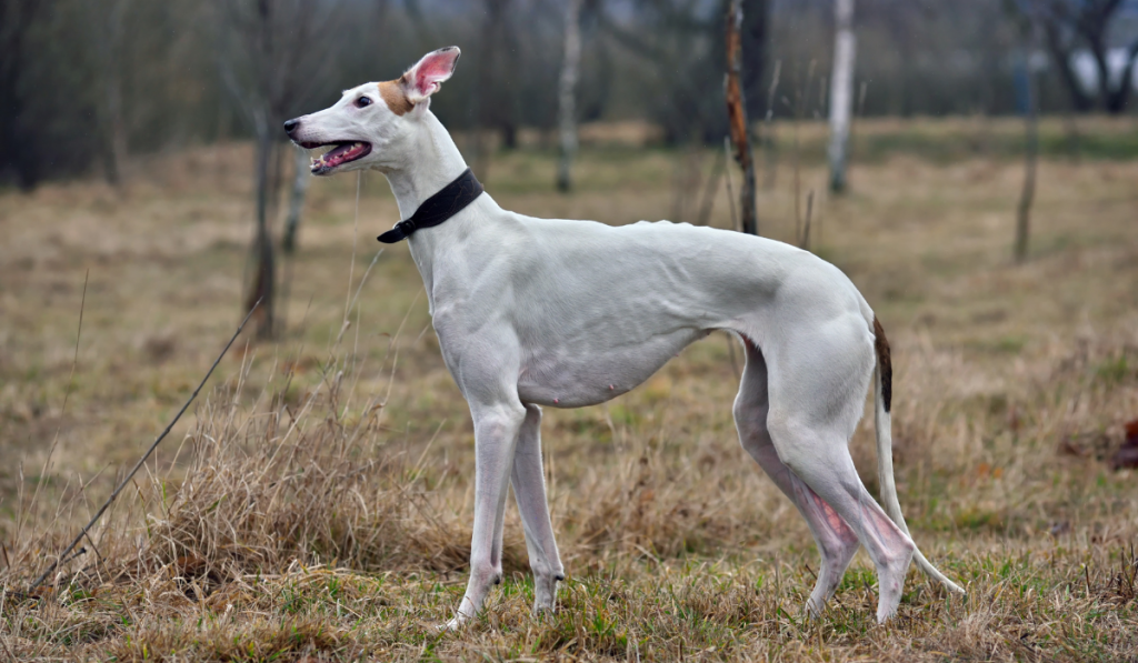 White Greyhound standing in the field ee220324