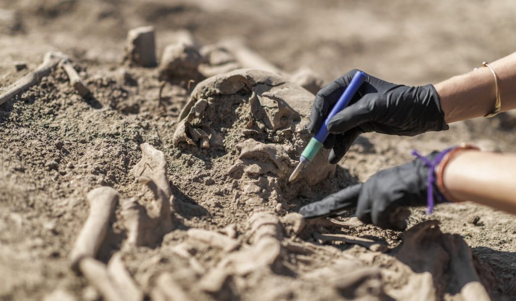 Archaeology – Exhumation of an Ancient Human Skeleton with Digging Tool Kit 