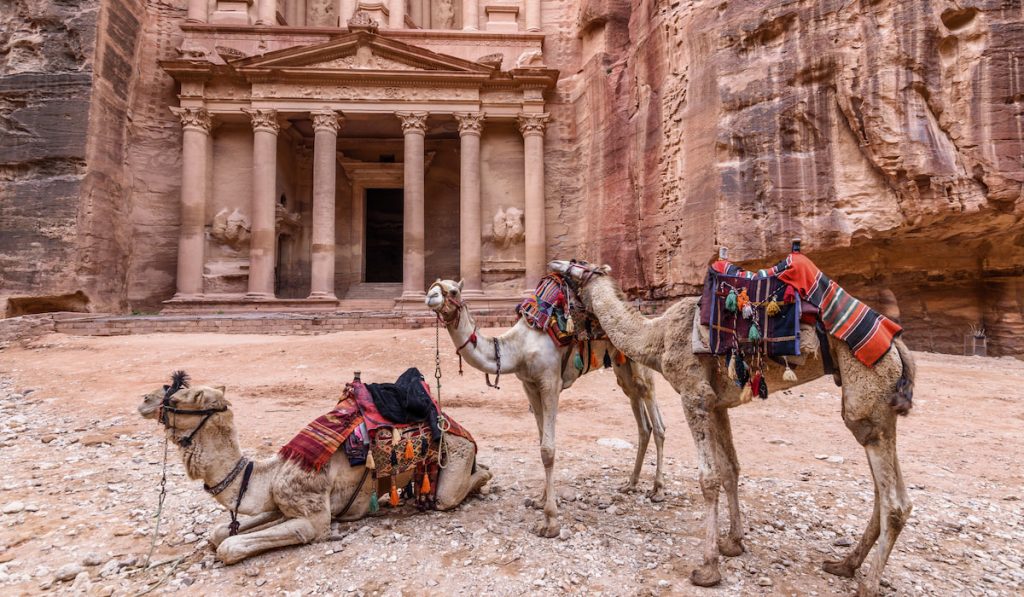 Camels standing on Petra, ancient city in Jordan, archaeological place, world heritage