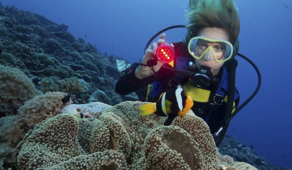 marine Diver shines underwater light on a Clark's anemonefish 