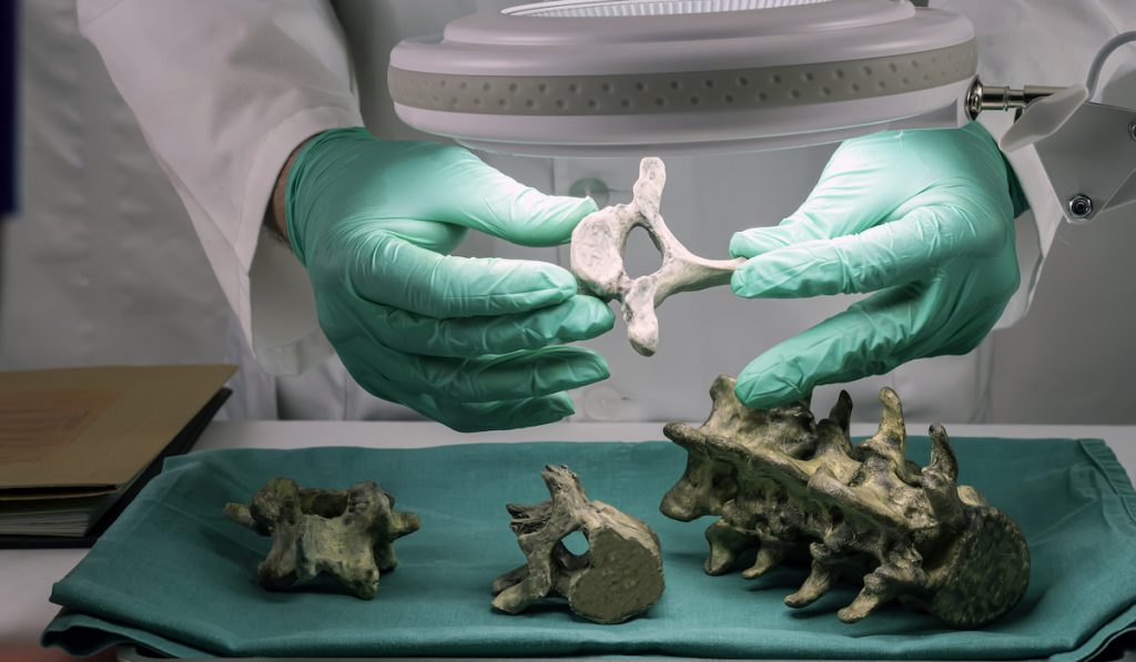 Forensic scientist examines vertebrae in laboratory