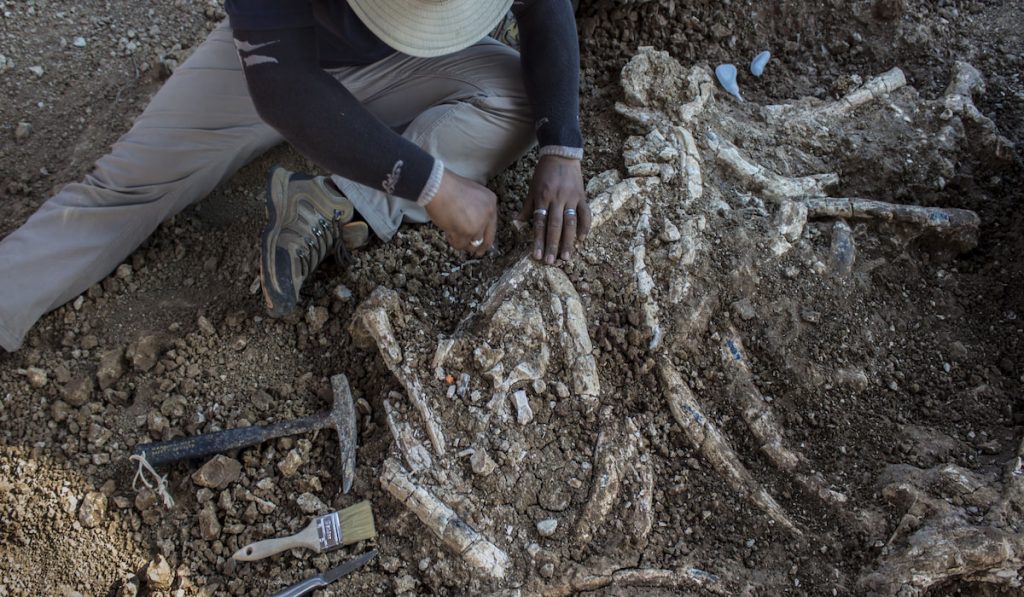 Paleontologist with his brush and tools digging dinosaur fossil 