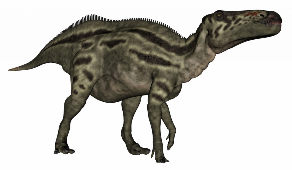 3D Shantungosaurus dinosaur vigilent isolated in white background