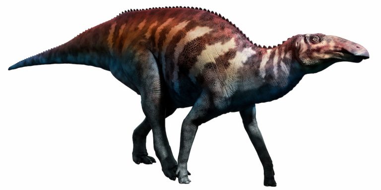 rare-fossils-show-how-duck-billed-dinosaurs-appeared-in-life