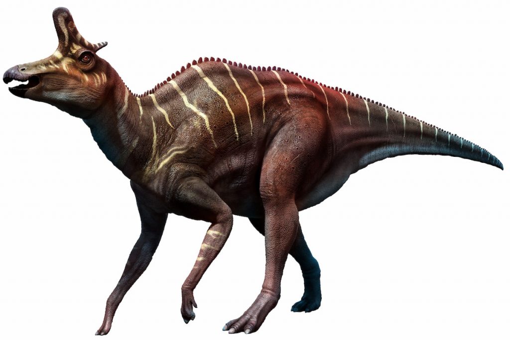 Lambeosaurus 3D illustration on white background