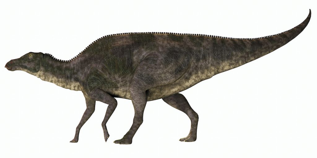 Maiasaura Dinosaur 3D illustration on white background