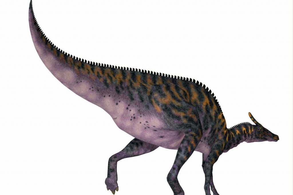 Saurolophus osborni Dinosaur Tail 3D illustration on white background 